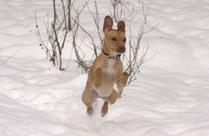 ronaldo 20110112 1124567463 ronaldo 20110112 1124567463