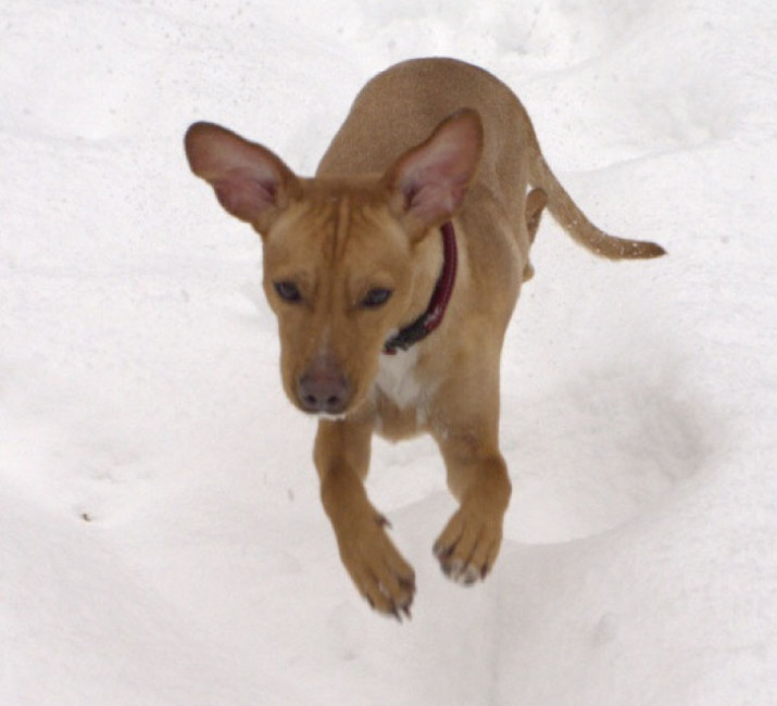 ronaldo 20110112 1240907955 ronaldo 20110112 1240907955