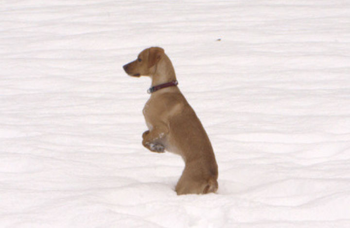 ronaldo 20110112 1283358727 ronaldo 20110112 1283358727