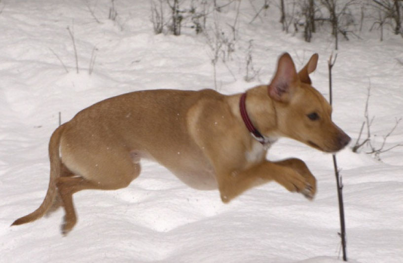 ronaldo 20110112 1527168305 ronaldo 20110112 1527168305