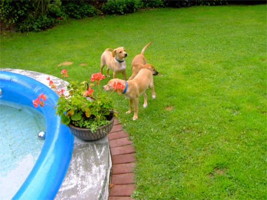 ronaldo 20110112 1755141962 ronaldo 20110112 1755141962