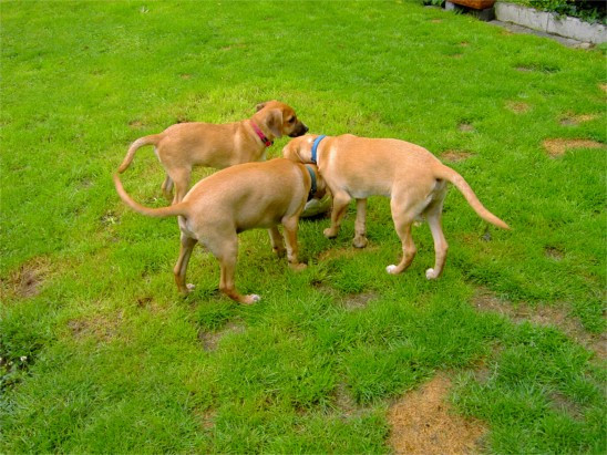 ronaldo 20110112 1942113384 ronaldo 20110112 1942113384