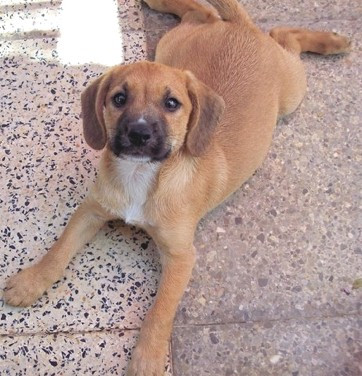 ronaldo 20110112 1942480772 ronaldo 20110112 1942480772