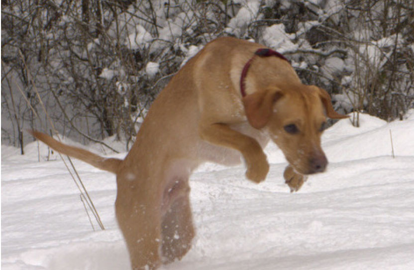 ronaldo 20110112 2060562293 ronaldo 20110112 2060562293