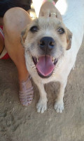 kennel 1 20160819 2018865518