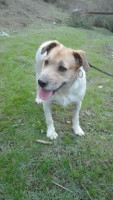 kennel 2 20161030 1314407274