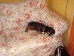 xiesco pocholo 1 20110609 1460382427