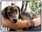 fly 6 20161008 1764724950