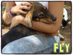 fly 8 20161008 1144248228