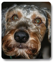 pelocho 1 20160119 17711130853 pelocho 1 20160119 17711130853