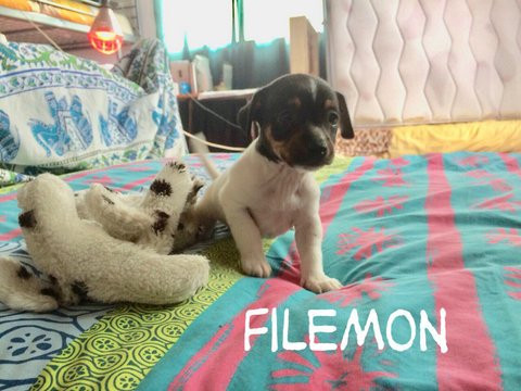 Filemon