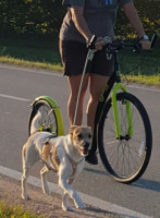 Kennel rad
