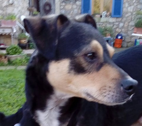 Thorb
