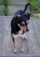 Thord
