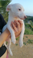 Solea a