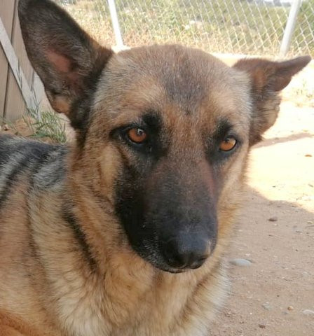 Loba41
