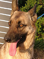 loba th