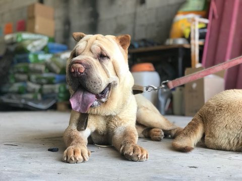 Sharpei2