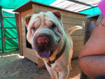 Sharpei3