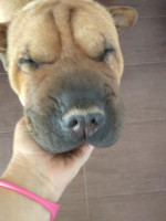 Sharpei9