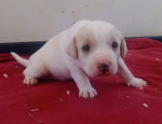felice3