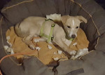 IMG 20181115 WA0005