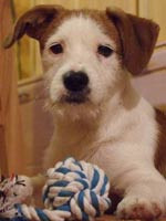 Mogli (Schatzi)