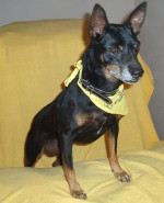 tico 2 20110612 1174065853