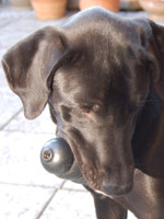Winston Truc