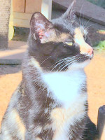 Goticag