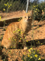 KaterGarfield6