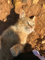 KaterGarfield2