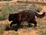 Kalim1