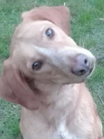 Janfry