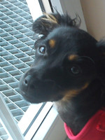 Nelly (Leoni)