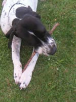 Moshe (Tobi)