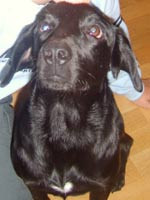 Nelo