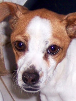 sonja