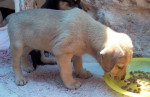 sonnyboy 3 20120508 1901541542