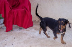tin tin 4 20120120 1606765350