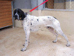toby 3 20110504 1279643610
