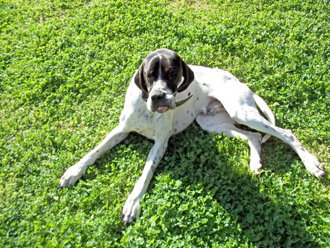 toby 6 20110504 1911977155