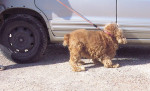 toto 2 20120302 1930810159