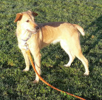 Asia l.S.schaut 13.11.20