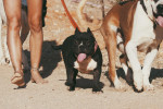 Lolita  m.Fr.u.Goliat
