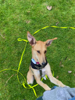 Ziggy Sunny spielt 15.10.21  003 