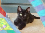 Hanna Katze 4  21.7.22