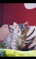 Telma Katze 1  neu 3.11.22