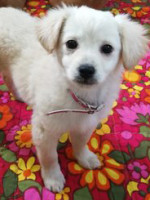 Lili / Hündin / klein