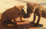 rulo 20101116 1601334740
